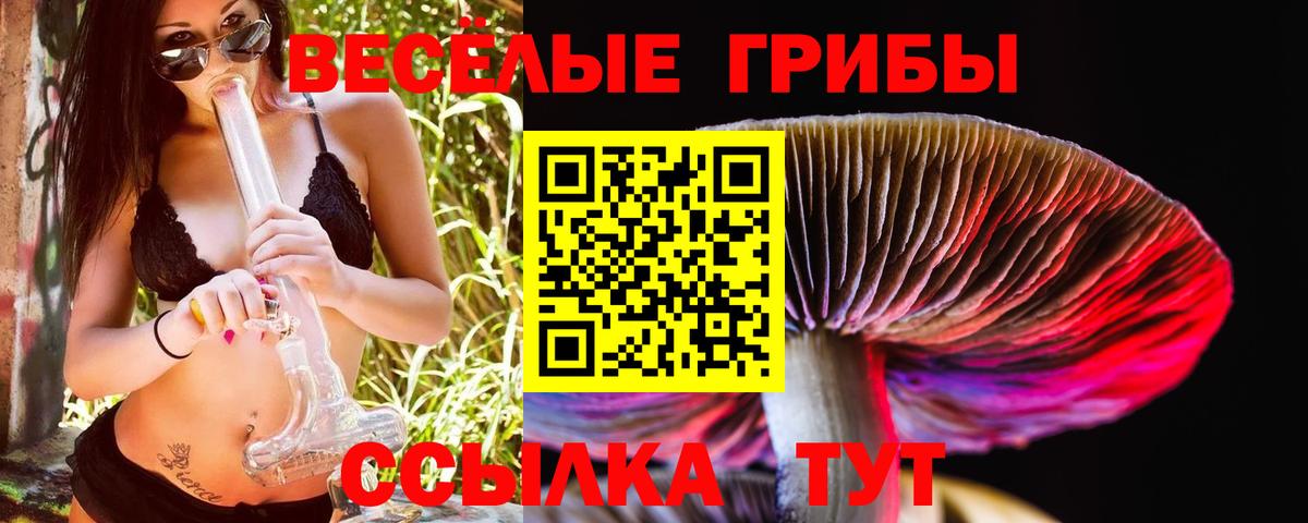 Новодвинск  Псилоцибиновые грибы Cubensis  Вход с VPN 