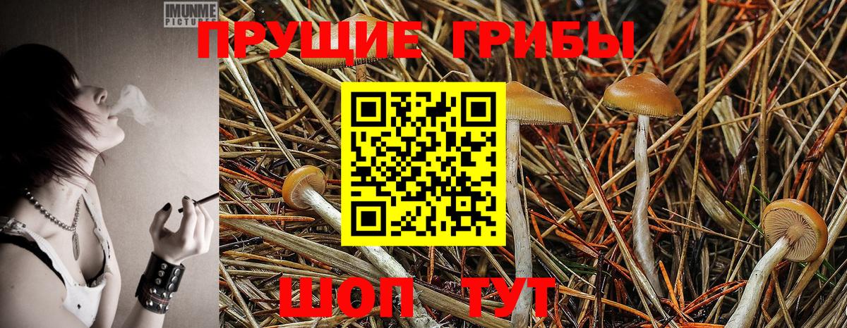 Псилоцибиновые грибы мицелий Новодвинск